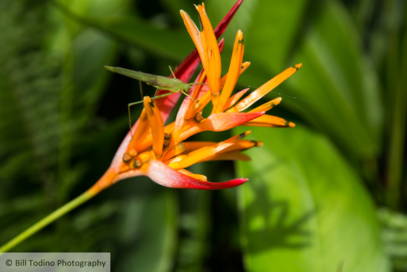 Heliconia and Friend