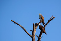 Honeymoon Islamnd Osprey