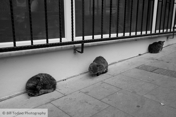 Sariyer Street Cats