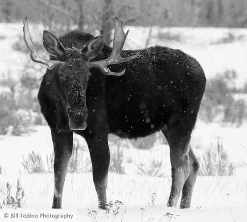 Bull Moose GTNP