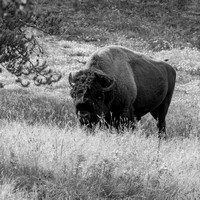American Bison, Yellowstone