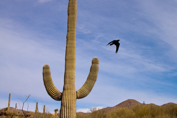 Saguaros near Tucson